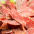 Beef Jerky Meat