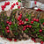 Elk Ribeye Steak