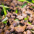 Turkey Giblets - Liver, Gizzard & Heart